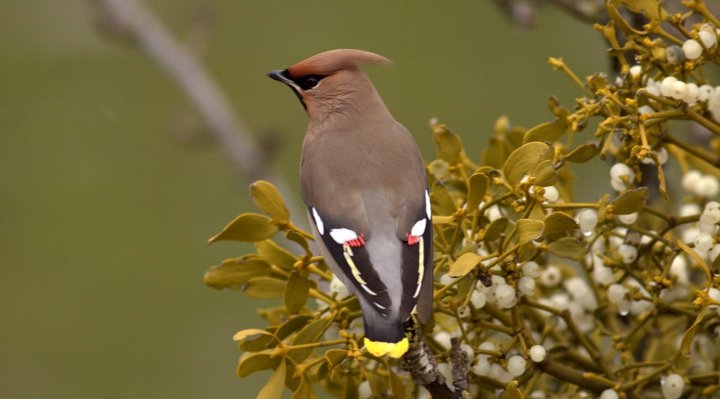 403-o-bir-ipek-kuyruk!