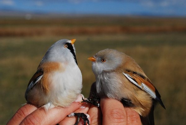 aras-ve-kizilirmakta-halkalama