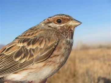 akbasli-cinte-turkiyede-ilk-kez-halkalandali