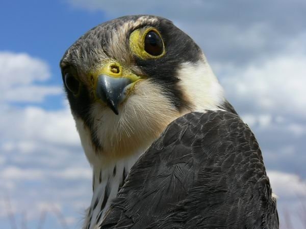 aras-ve-kuyucuk-icin-gonullu-duyurusu