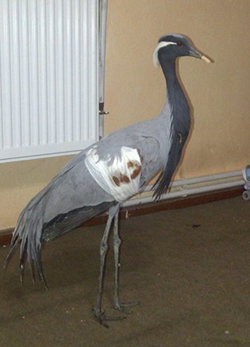 telli-turnaya-nasil-kiydilar