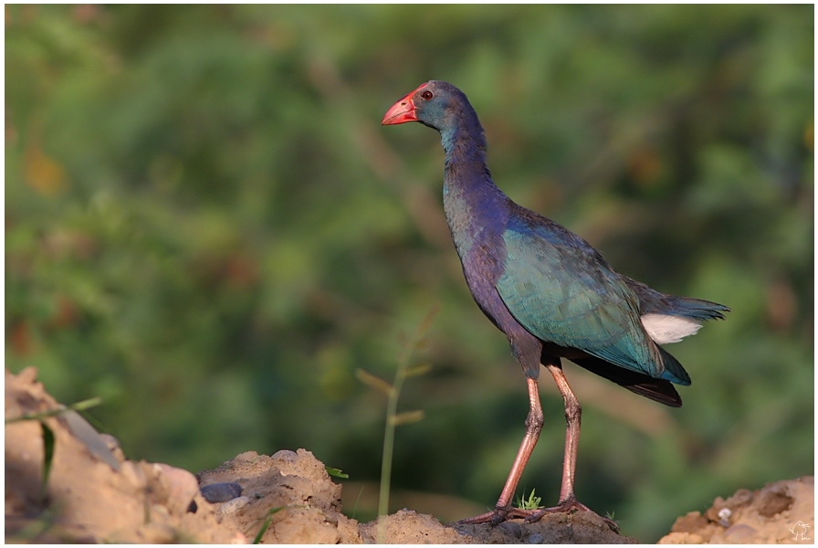 saz-horozu-koruma-ve-izleme-projesi-tamamlandi