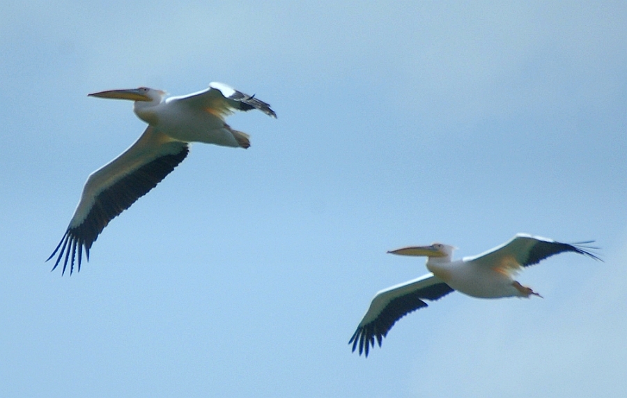 yeni-bir-ak-pelikan-ureme-kolonisi-kesfedildi