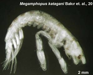 ege-de-iki-yeni-canli-turu