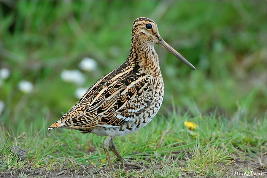 samsun-daki-ilk-fotografi---