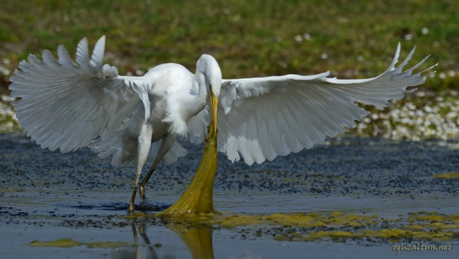 foto-safari-en-iyi-kus-fotografi-odulu-
