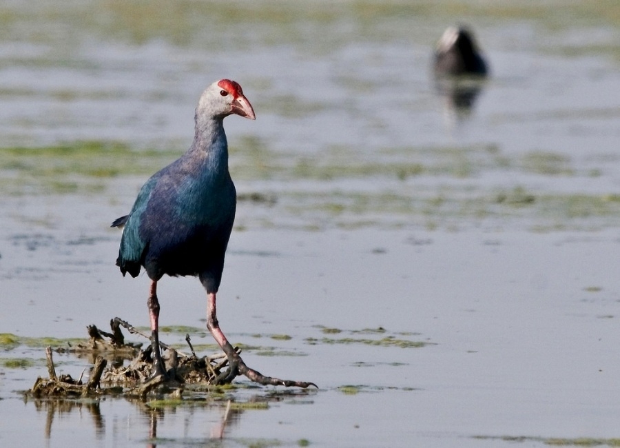 dogal-ortaminda-kus-odulu