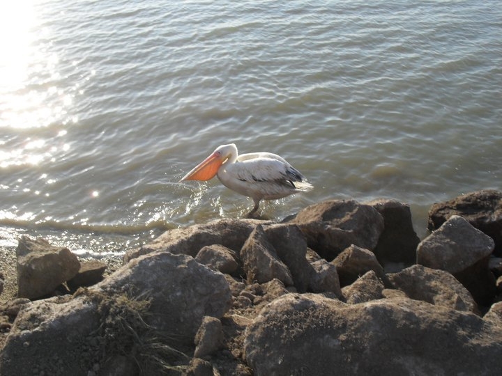 enez-deki-yarali-ak-pelikan