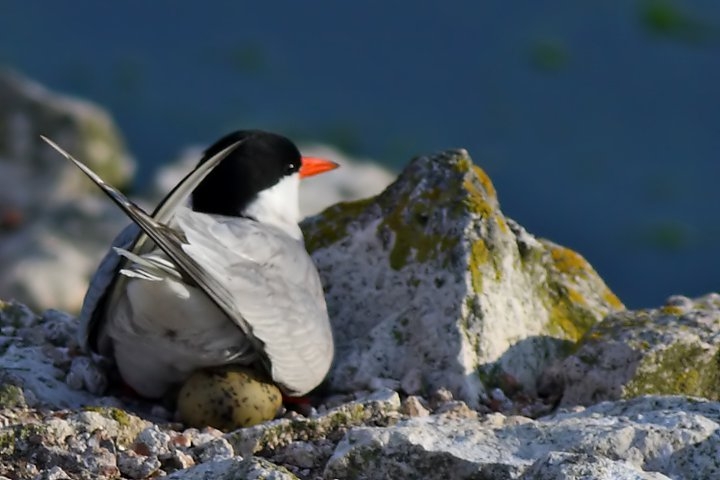 buyukcekmece-sumru-adacigi