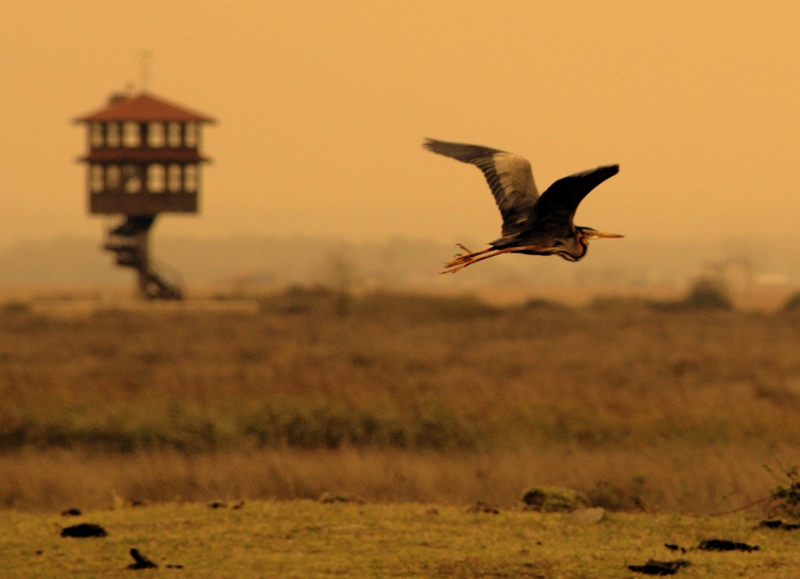cernek-halkalama-calismalari-2011-ilkbahar-donemi-tamamlandi