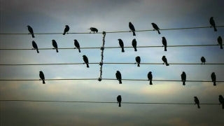 kus-gozleminde-ses-kaydi-kullanmak-ve-zararlari