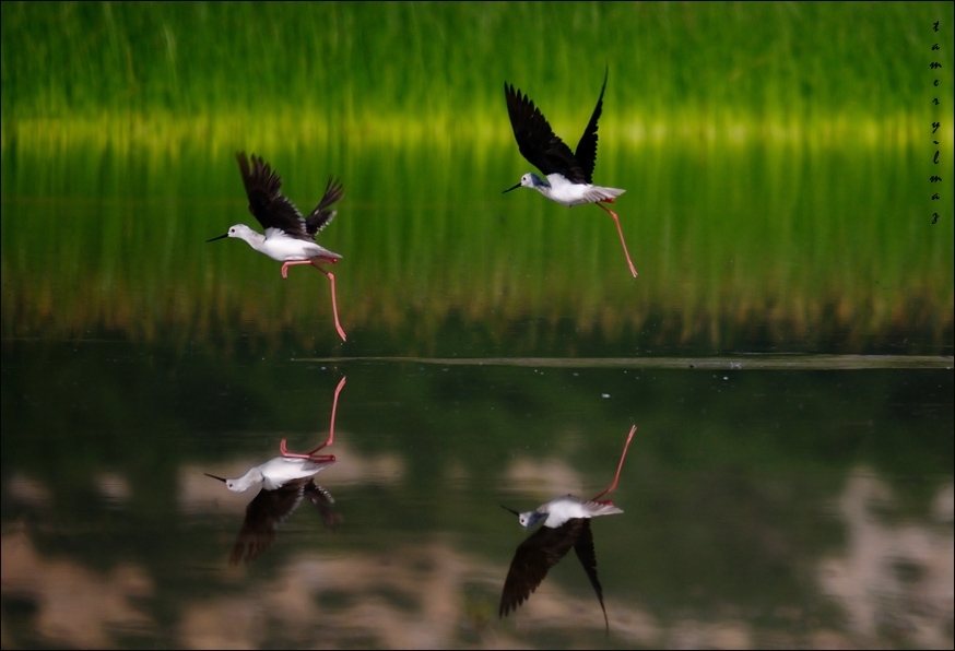 www-doganinkanatlari-com