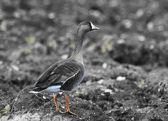 kucuk-sakarca-icin-dikkat!