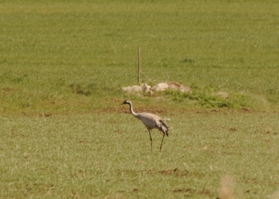 yenicaga-golu-nde-turna-ve-bildircin-kilavuzu
