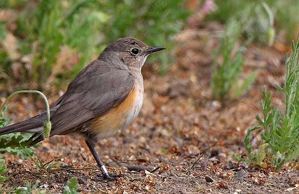 turkiye-den-gitti-ingilizleri-hayrete-dusurdu