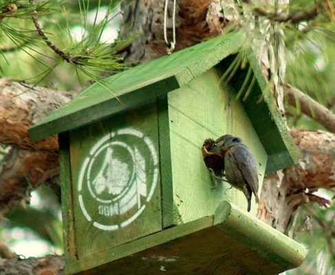 suni-kus-yuvalarini-sercelerden-baska-kuslarda-kullaniyor