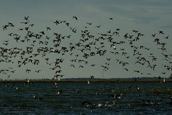 kizilirmak-deltasi--24-saat-izleniyor-