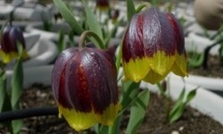 sinir-kapisinda-endemik-bitkilerle-yakalandilar