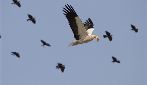 kucuk-akbabalara-yolculuk