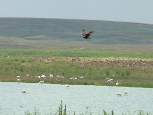 fotograf-sanatcilari-duden-golu-nde-kuslari-fotografladi