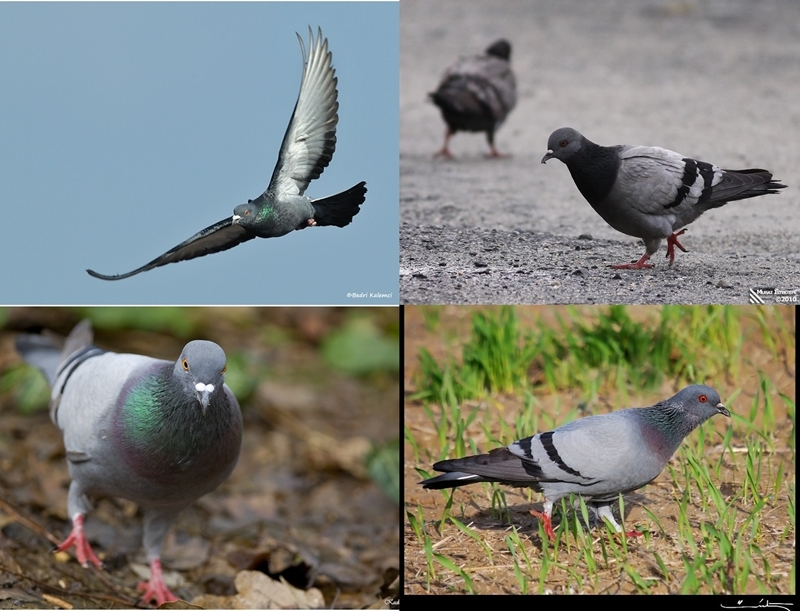 kuslarin-evrim-yuruyusu