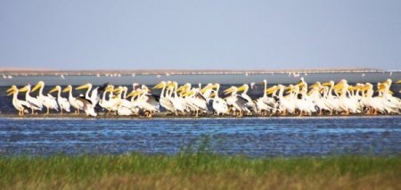 pelikanlar-15-yil-sonra-seyfe-golu-nde