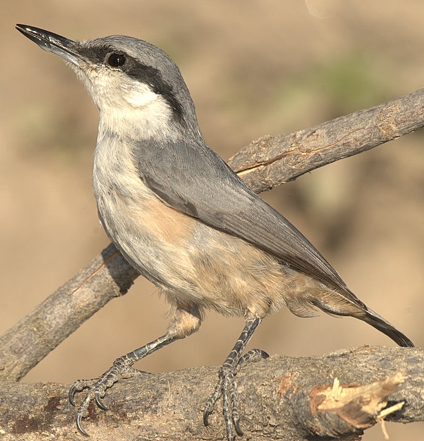 trakus-karaman-bulusmasi-
