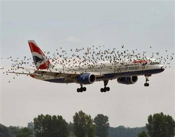 kuslarla-ucaklar-carpisinca