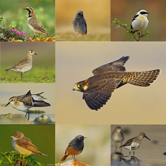 akkaya-rekora-kosuyor