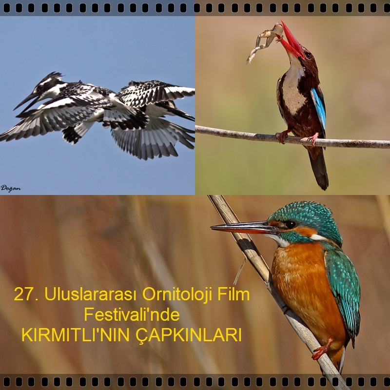 kirmitli-nin-capkinlari-festivalde