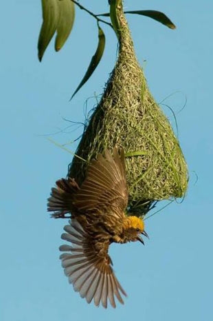 yuva-yapma-becerisi-icgudusel-degil