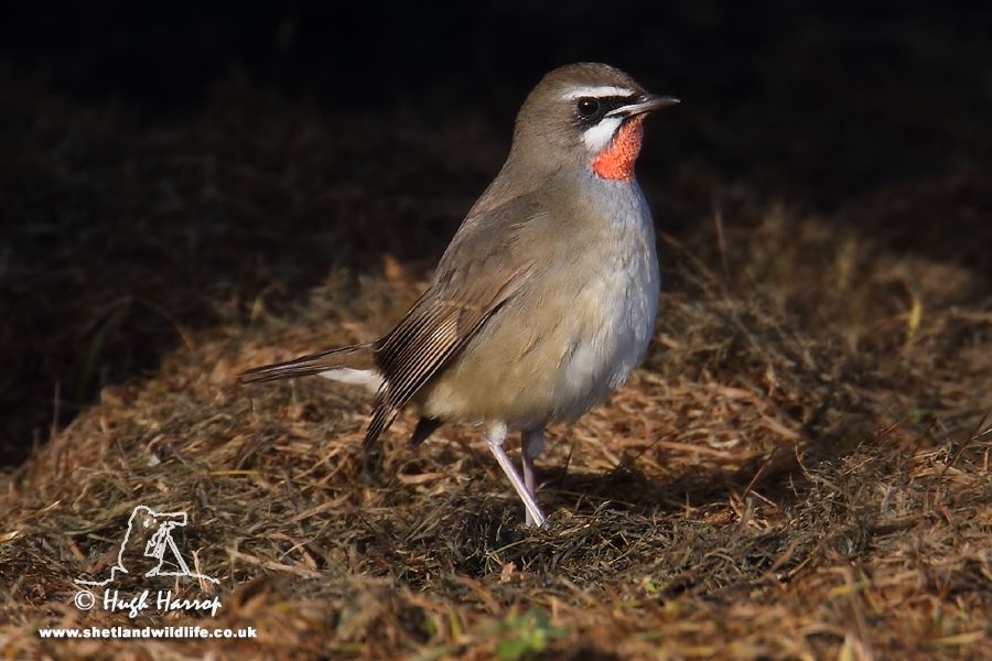 en-muthis-turlerden-biri-goruldu!