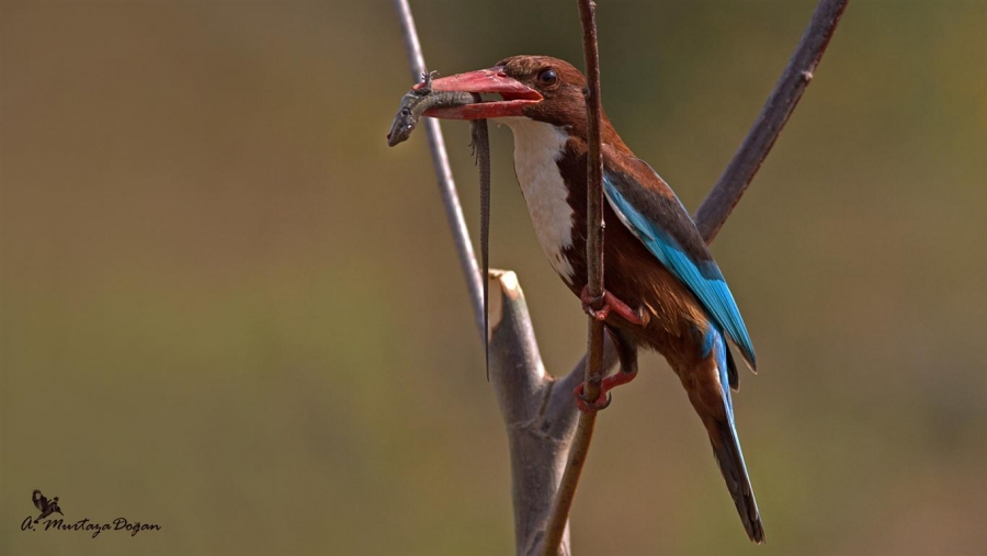 kirmitlinin-capkinlari-finalde