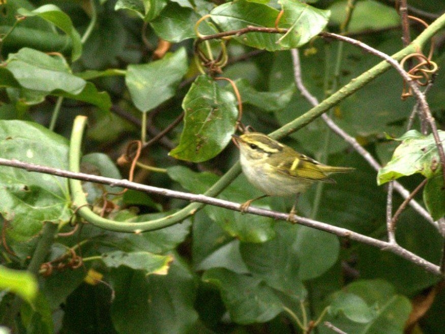 ruya-tur-fotograflandi