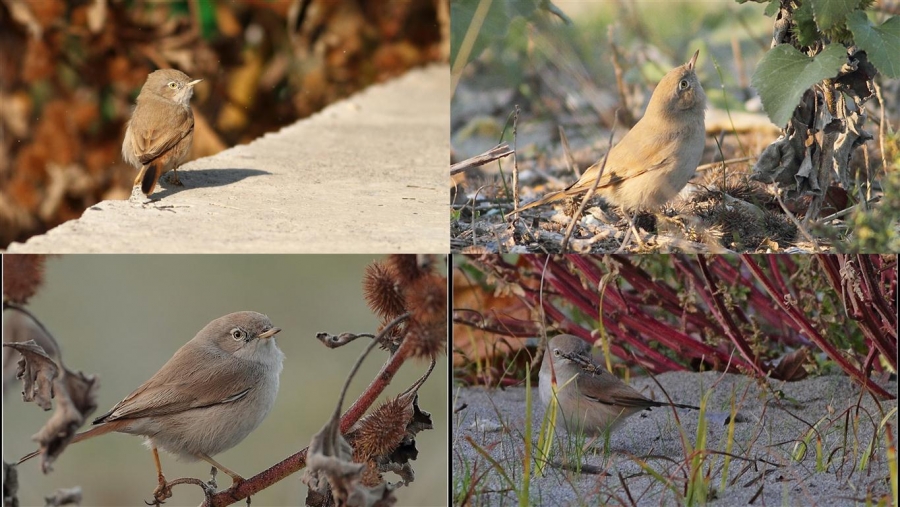 421--turumuz-bulundu