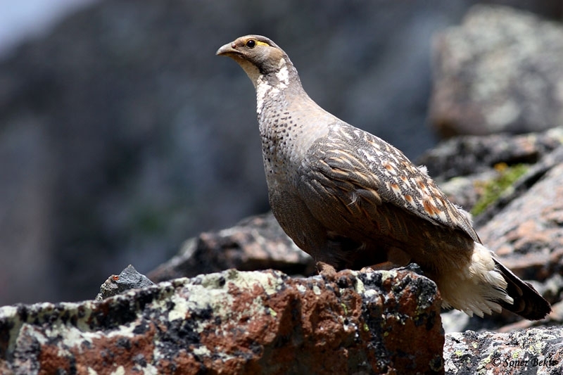 aladaglar-in-gizemli-kusu