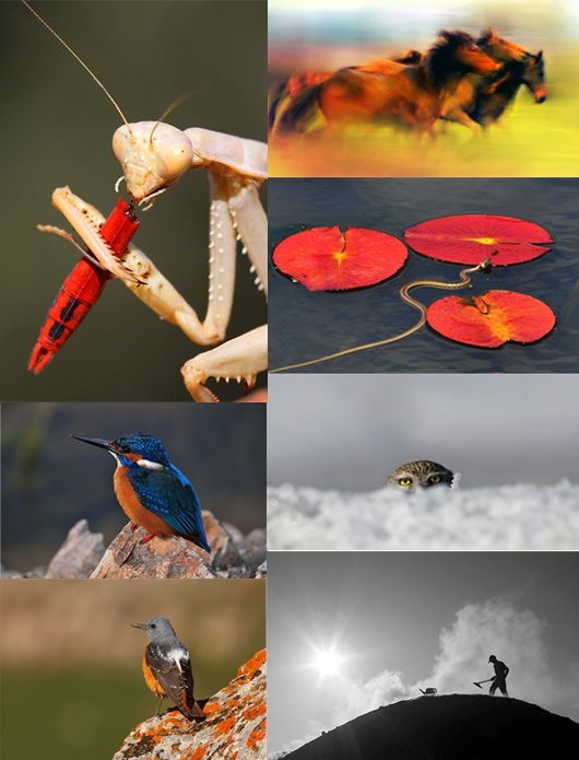 mersin-fotograf-dernegi-5--uluslararasi-fotograf-yarismasi-sonuclari-da-aciklandi-