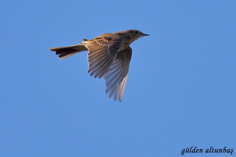 trakus-un-422--tur-fotografi-yayinlandi