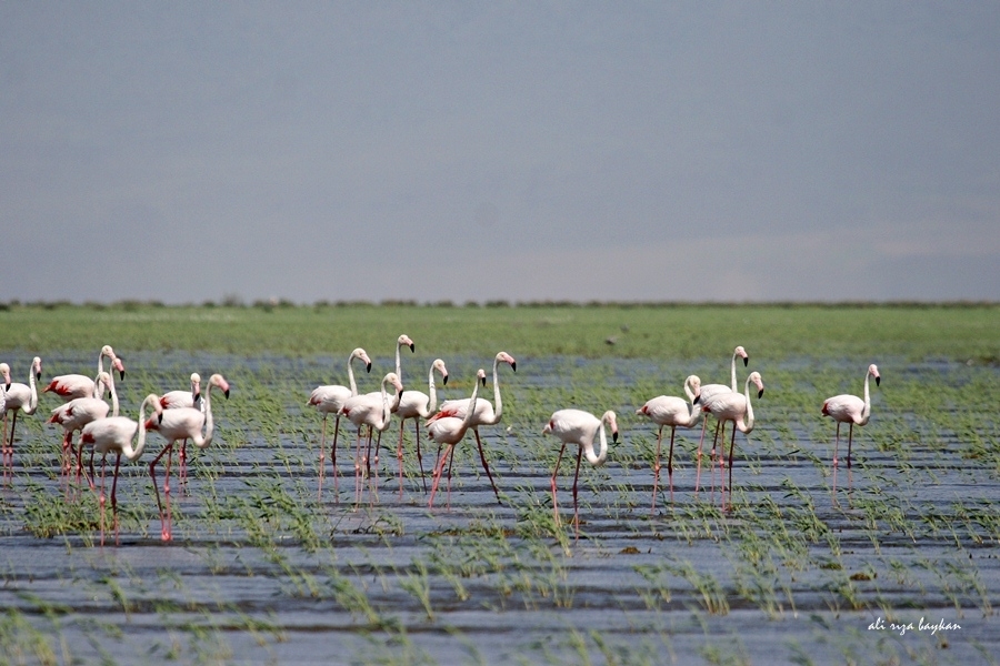 sultan-sazligi-yeniden-kuslarin-hayat-kaynagi-oldu