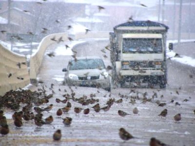 araclarin-altinda-telef-oldular