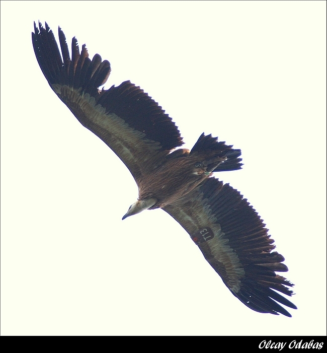 halkali-bir-kus-bulursaniz!