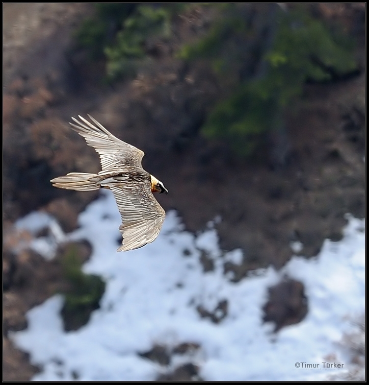 batumda-yirtici-gocu-izleme-firsati