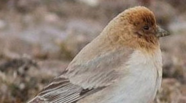 -83-yil-sonra-goruldu