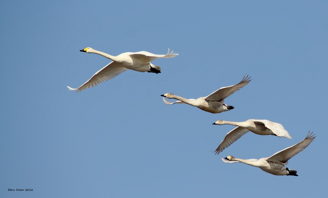 santral-ve-secilen-yer-meselesi----