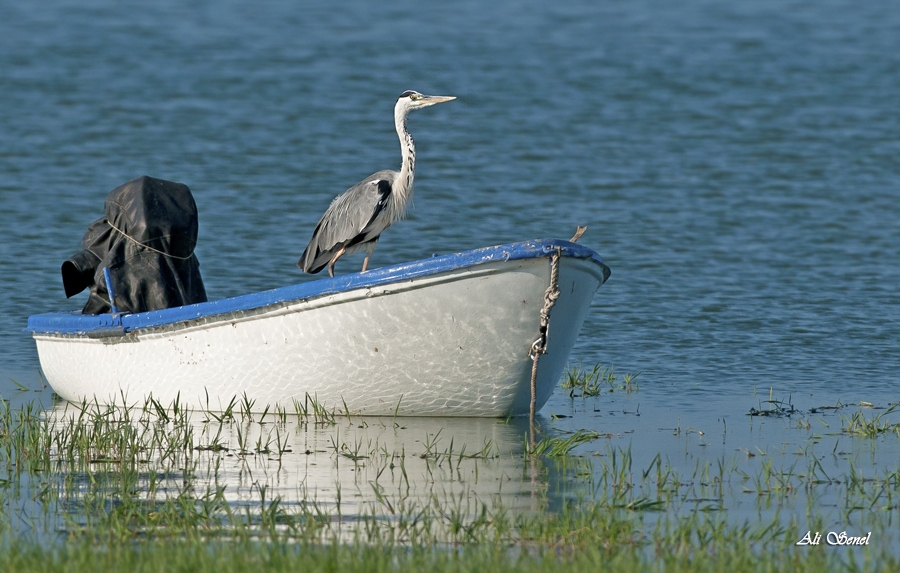 insan-sagligi-ve-kuslar---