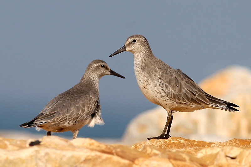 turkiye-kuslarinin-rotasi-ciziliyor