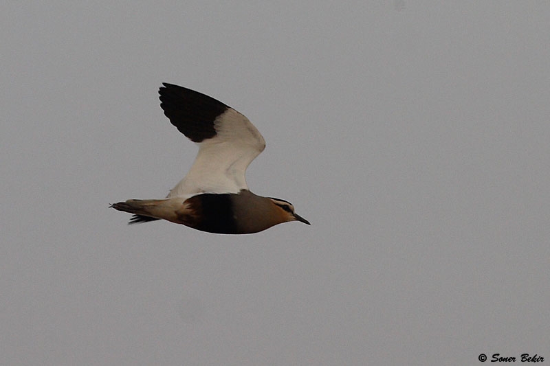 surmeliler-ceylanpinarda