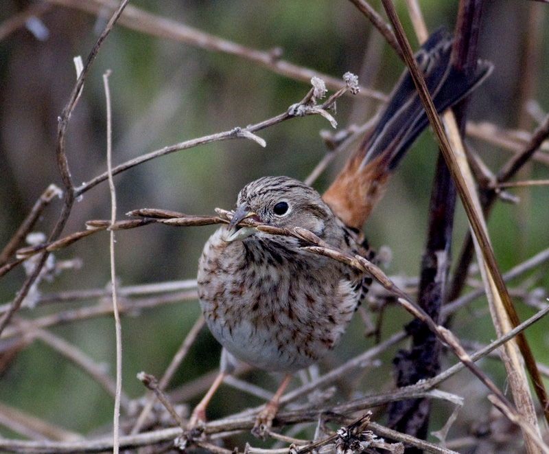 istanbulda-yeni-bir-bomba-patladi!!!-