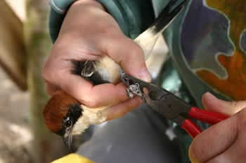 cernek-halkalama-calismasi