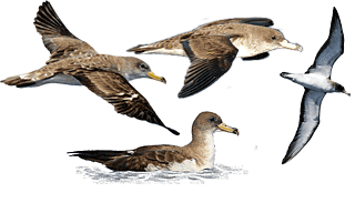 Scopoli`s Shearwater